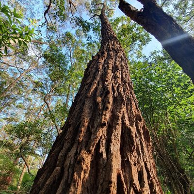 Eucalyptus robusta, photographed by ronavery