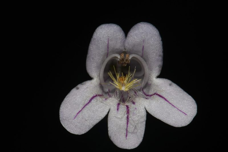 Penstemon laevigatus, photographed by Brian Finzel