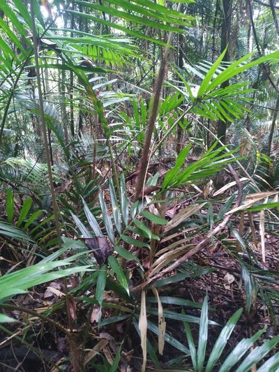 Calamus australis, photographed by Steve Fitzgerald