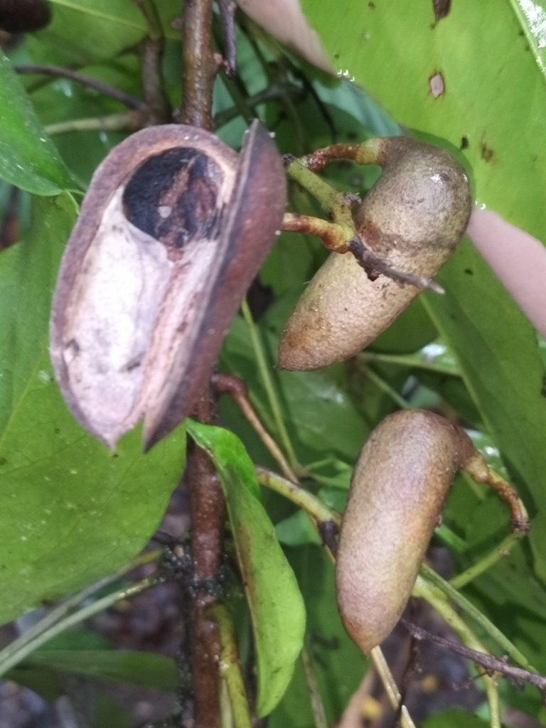 Carnarvonia araliifolia, photographed by Matthew Borella