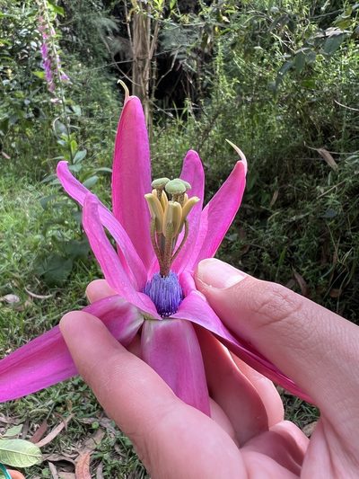 Passiflora longipes, photographed by Nicolás Baresch Uribe