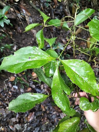 Carnarvonia araliifolia, photographed by Matthew Borella