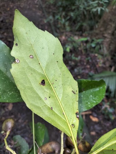 Carnarvonia araliifolia, photographed by Matthew Borella