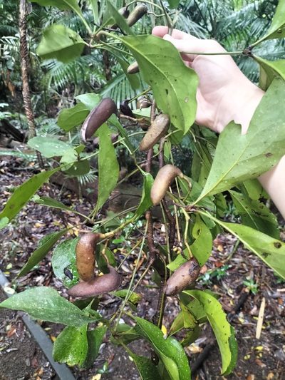 Carnarvonia araliifolia, photographed by Matthew Borella