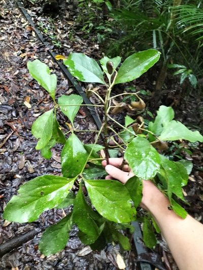 Carnarvonia araliifolia, photographed by Matthew Borella