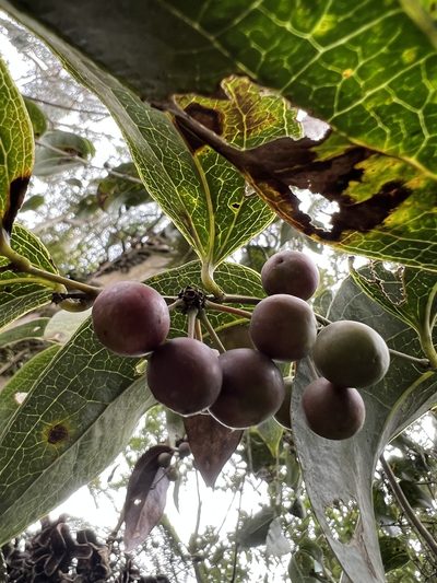 Smilax domingensis, photographed by Nicolás Baresch Uribe