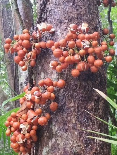 Epicharis parasitica, photographed by Matthew Borella