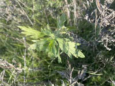 Artemisia douglasiana, photographed by Amelia Tauber