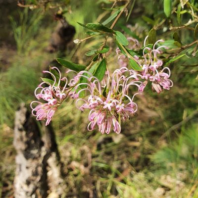 Grevillea sericea, photographed by ronavery