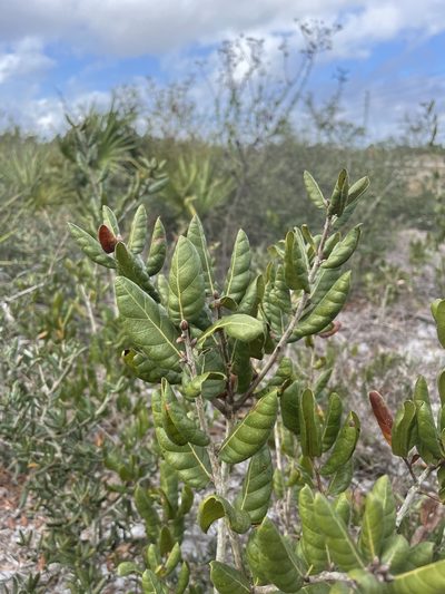 Quercus inopina, photographed by Brandon Corder