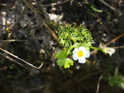 Ranunculus peltatus, photographed by Zoltán Nagy