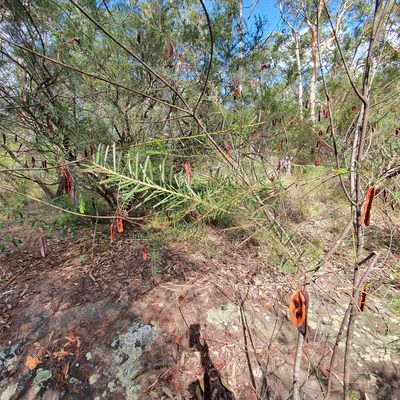 Acacia linifolia, photographed by ronavery