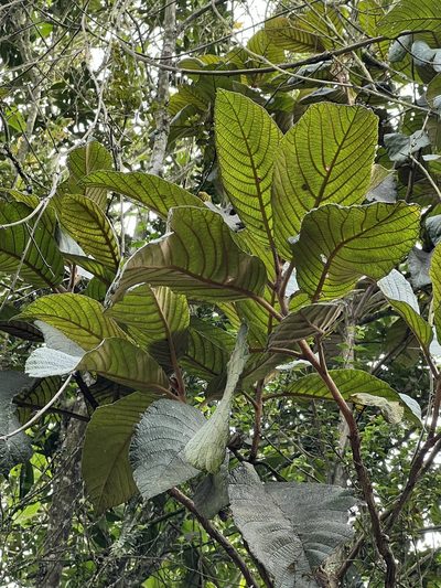 Clethra rugosa, photographed by Nicolás Baresch Uribe
