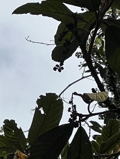Clethra rugosa, photographed by Nicolás Baresch Uribe