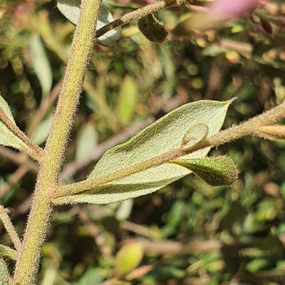 Grevillea mucronulata, photographed by ronavery