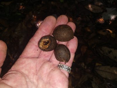Elaeocarpus bancroftii, photographed by Steve Fitzgerald