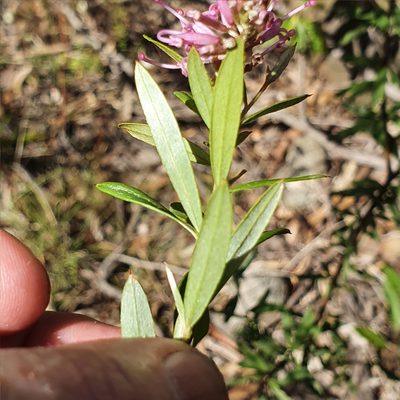 Grevillea sericea, photographed by ronavery