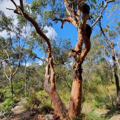 Angophora costata, photographed by ronavery