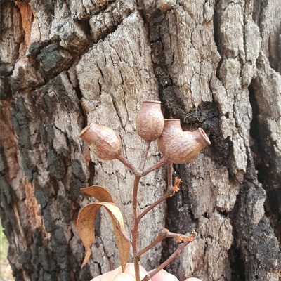 Corymbia gummifera, photographed by ronavery
