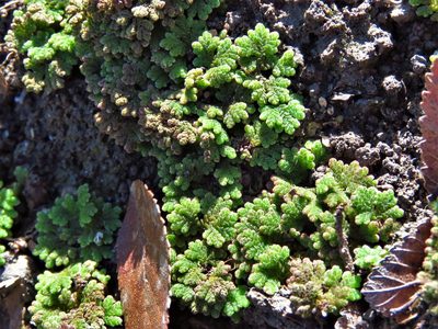 Azolla caroliniana, photographed by Annika Lindqvist