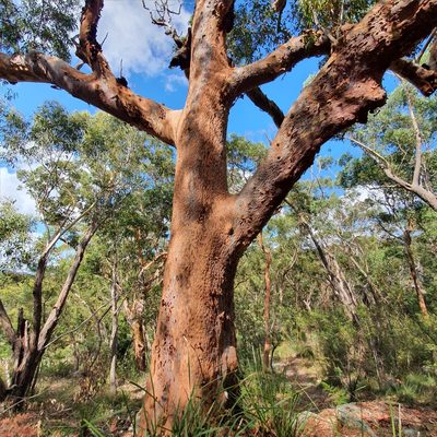 Angophora costata, photographed by ronavery
