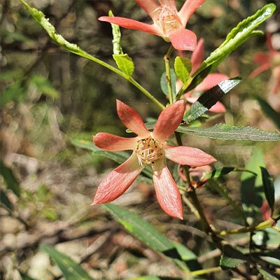 Ceratopetalum gummiferum, photographed by ronavery