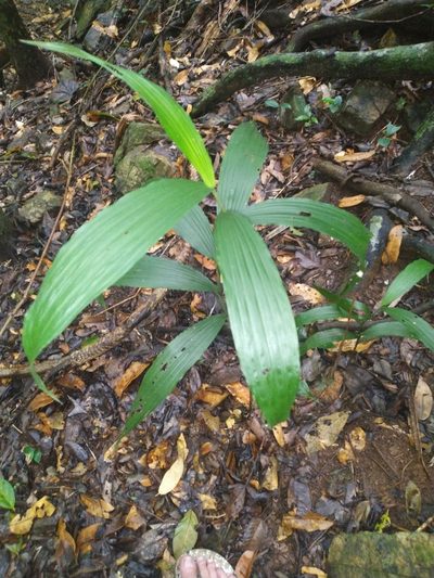 Corymborkis veratrifolia, photographed by Steve Fitzgerald