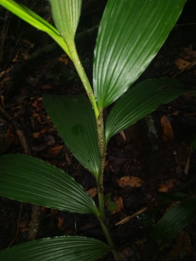 Corymborkis veratrifolia, photographed by Steve Fitzgerald