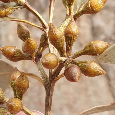 Eucalyptus punctata, photographed by ronavery