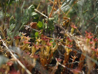 Sedum cespitosum, photographed by Zoltán Nagy