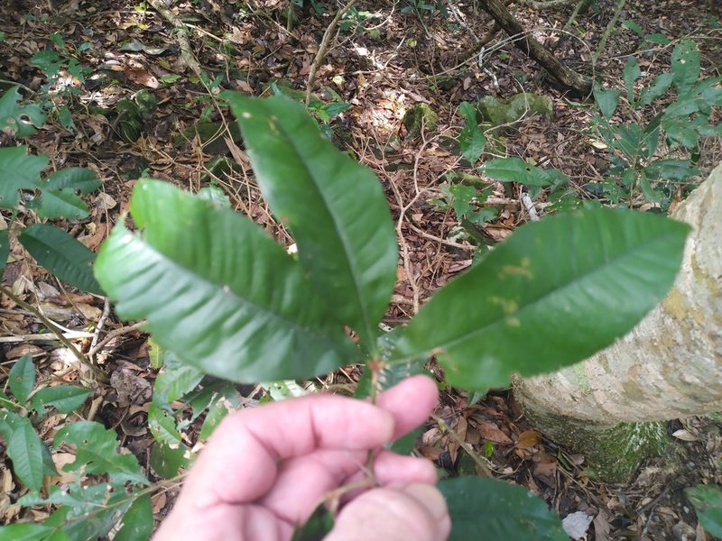 Heritiera polyandra, photographed by Steve Fitzgerald