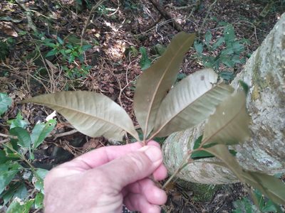 Heritiera polyandra, photographed by Steve Fitzgerald