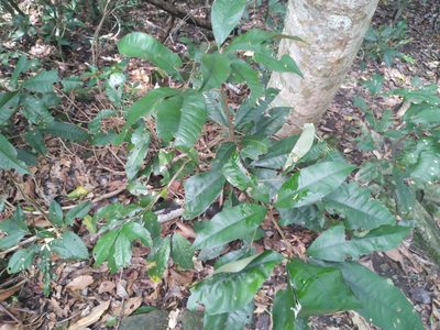 Heritiera polyandra, photographed by Steve Fitzgerald
