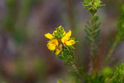 Phyllota phylicoides, photographed by Louis Backstrom