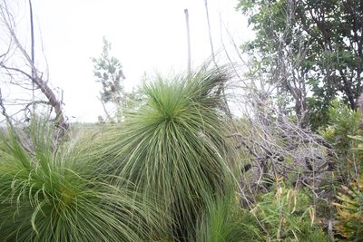 Xanthorrhoea johnsonii, photographed by Louis Backstrom
