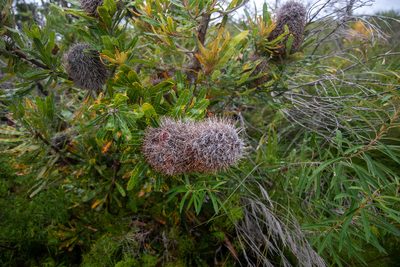 Banksia serrata, photographed by Louis Backstrom