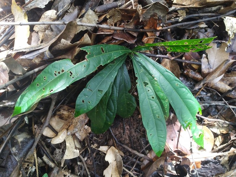 Passiflora kuranda, photographed by Steve Fitzgerald
