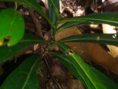 Passiflora kuranda, photographed by Steve Fitzgerald