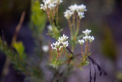 Conospermum taxifolium, photographed by Louis Backstrom