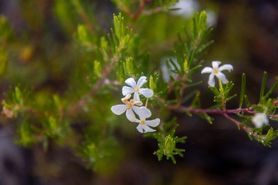 Ricinocarpos pinifolius, photographed by Louis Backstrom
