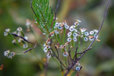 Conospermum taxifolium, photographed by Louis Backstrom