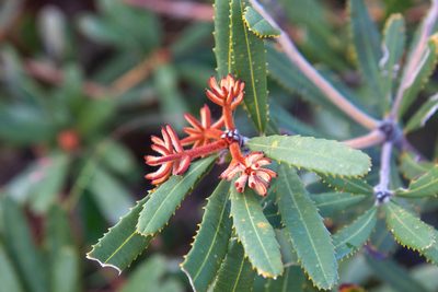 Banksia oblongifolia, photographed by Louis Backstrom