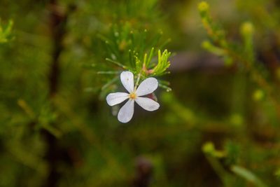 Ricinocarpos pinifolius, photographed by Louis Backstrom
