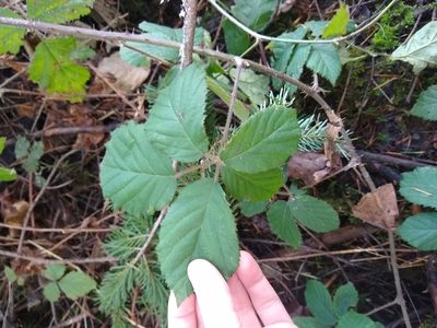 Rubus vestitus, photographed by Sean Haight