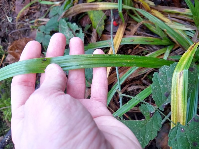 Carex hendersonii, photographed by Sean Haight