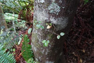 Nothofagus solandri, photographed by Jon Sullivan