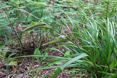 Carex forsteri, photographed by Jon Sullivan