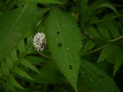 Dipsacus inermis, photographed by Dinesh Valke