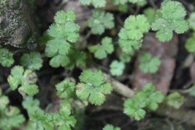Hydrocotyle elongata, photographed by Joe Dillon