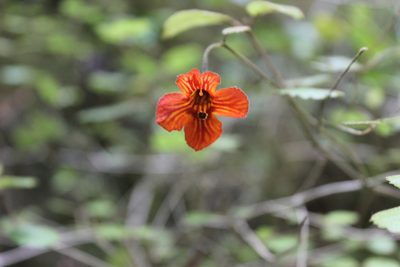 Rhabdothamnus solandri, photographed by Joe Dillon